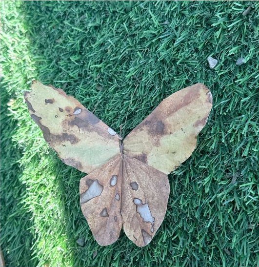 Leaf form shaped like a butterfly.
