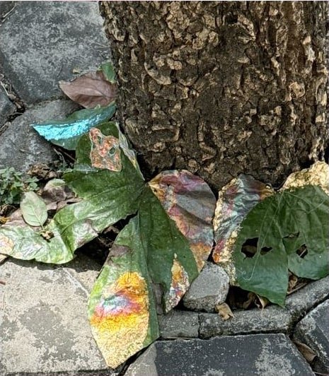 Close-up of colored leaf forms on bark.