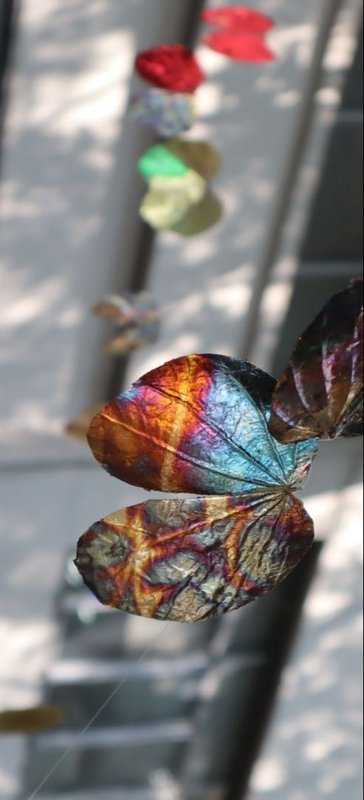 Close-up of a hanging leaf form moving with light.